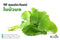 10 คุณประโยชน์จากใบบัวบก | 10 Health Benefits Of Centella asiatica